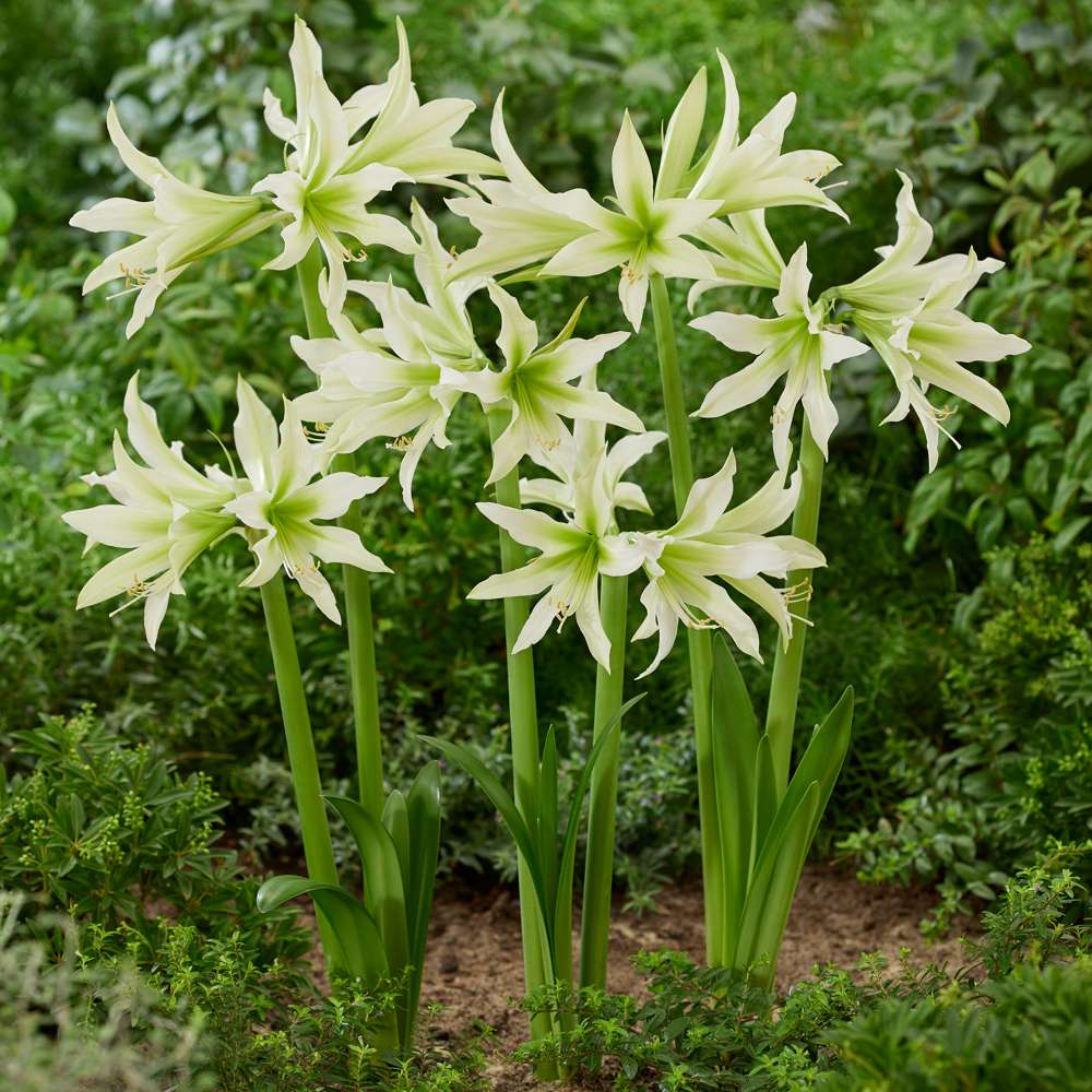 Amaryllis 'White Nile'